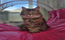 Mixed Breed cats for sale: Loving home needed for Scarlett - Image 1