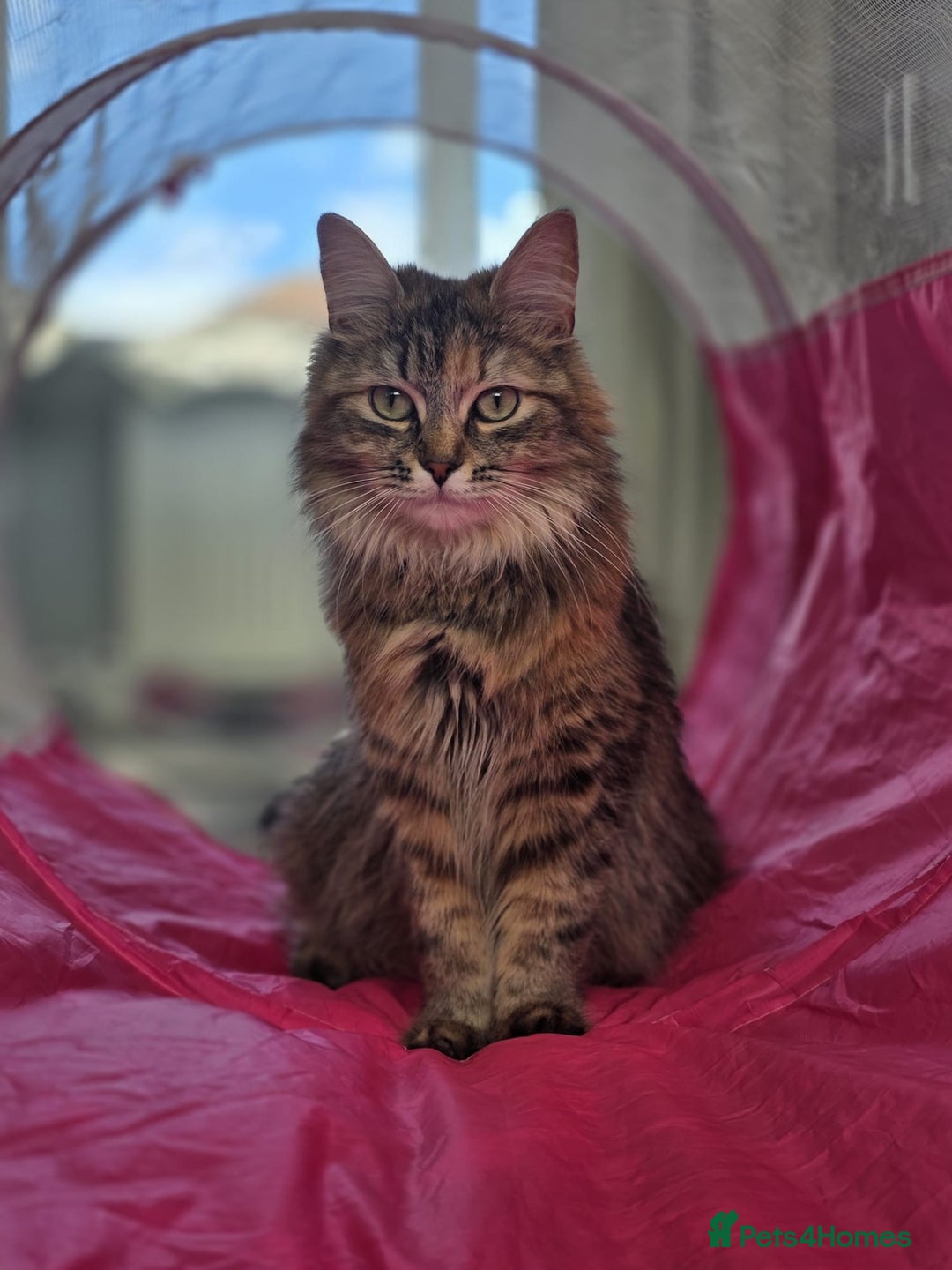 Mixed Breed cats for sale: Loving home needed for Scarlett - Image 1