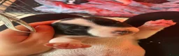 Mixed Breed dogs for sale: 2 jack spaniel pups  in Perth - Advert 11