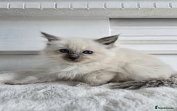 Ragdoll cats for sale: Irresistable Blue Mitted Ragdoll Kittens🙀😻🙀 - Image 20