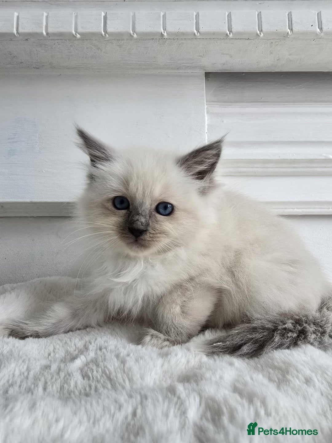 Ragdoll cats for sale: Irresistable Blue Mitted Ragdoll Kittens🙀😻🙀 - Image 20