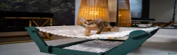 Abyssinian cats for sale: Caspian Boy - elegant, unique champion line🥇 - Advert 5