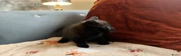 British Shorthair cats for sale: British short hair kitten  - Advert 4