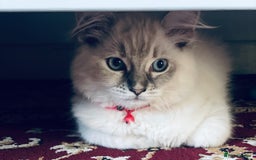 Ragdoll cats for sale: Ragdoll kitten for sale - Image 16