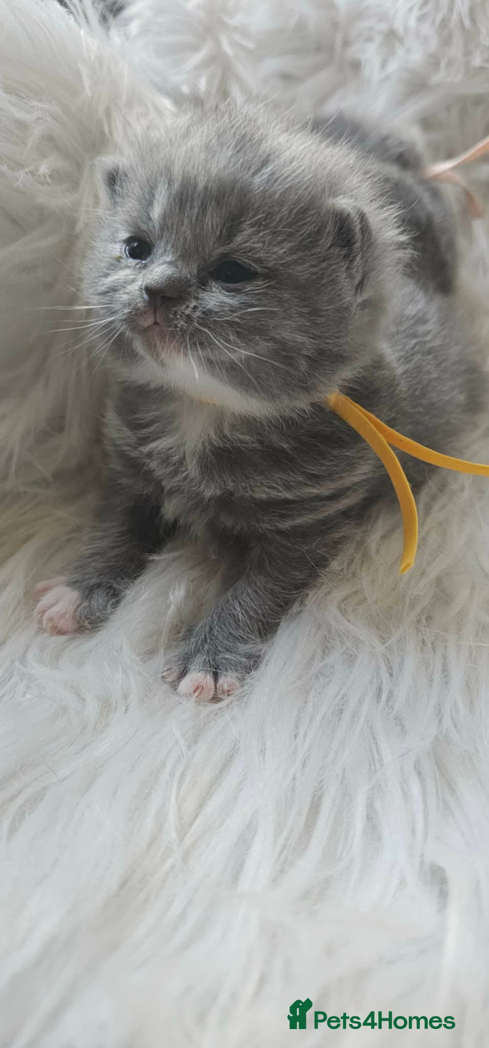 British Shorthair cats British Shorthair Kittens GCCF - Advert 2