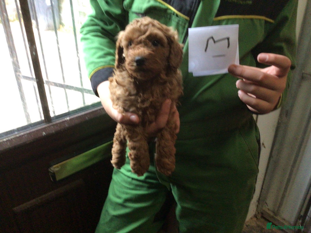 Toy Poodle dogs for sale: Toy red pups - Image 2