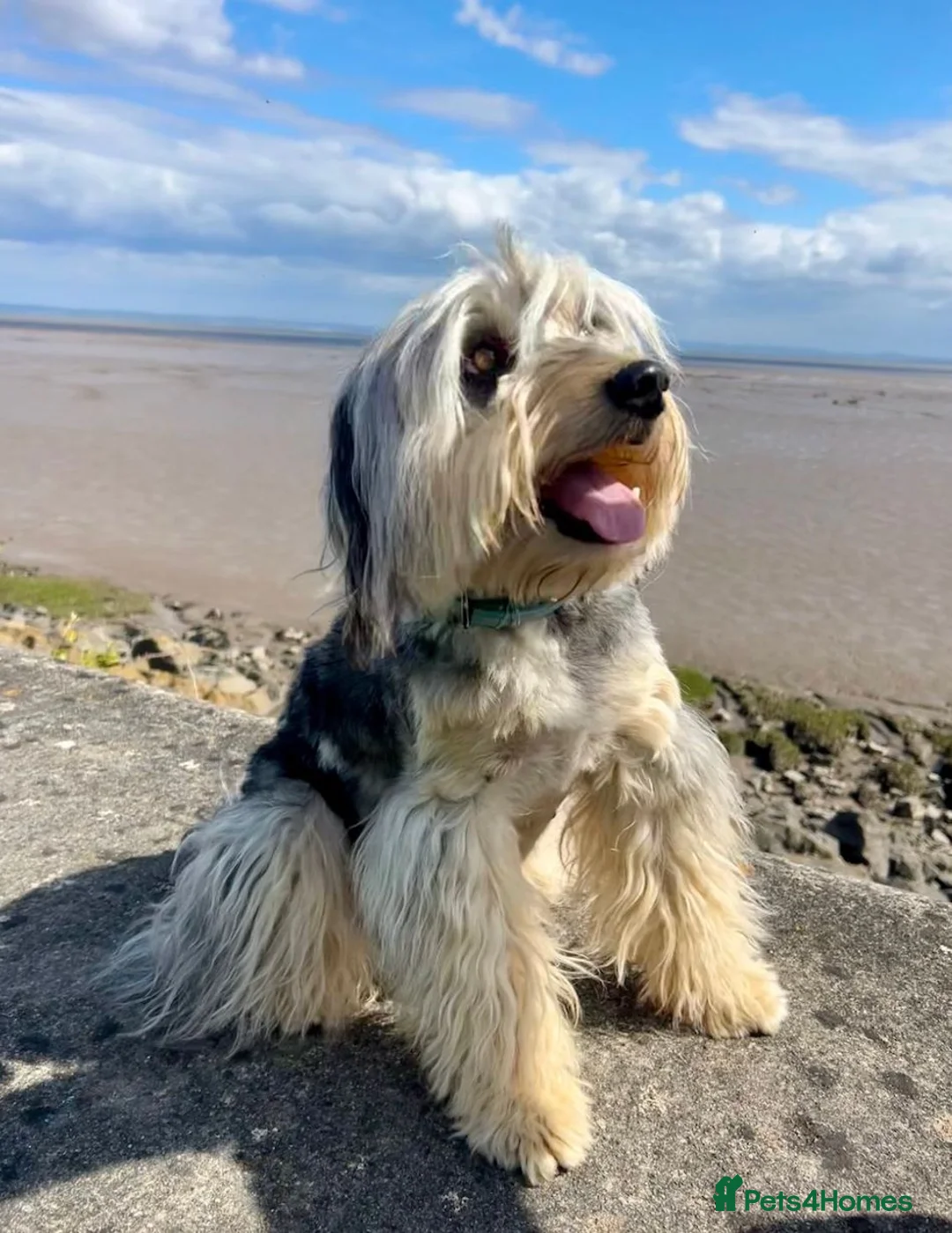 Bordoodle dogs for sale: Miniature Bordoodle Puppies - Advert 2