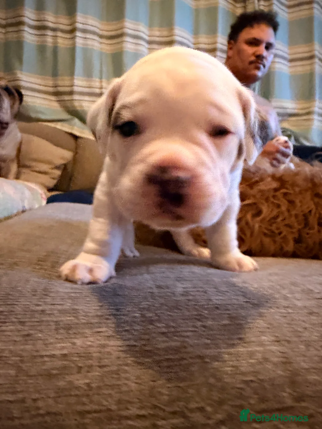 English Bulldog dogs for sale: Bulldogs  in Sandown - Advert 3