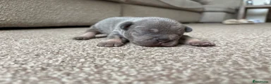 Male- lilac and tan