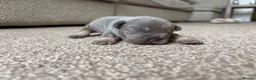 French Bulldog dogs for sale: ❤️💙💙French-bulldog puppies 💙💙❤️ - Advert 12