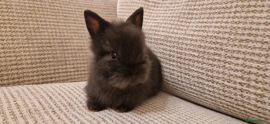 Lionhead rabbits for sale: Purebred Lionhead babies - Advert 4
