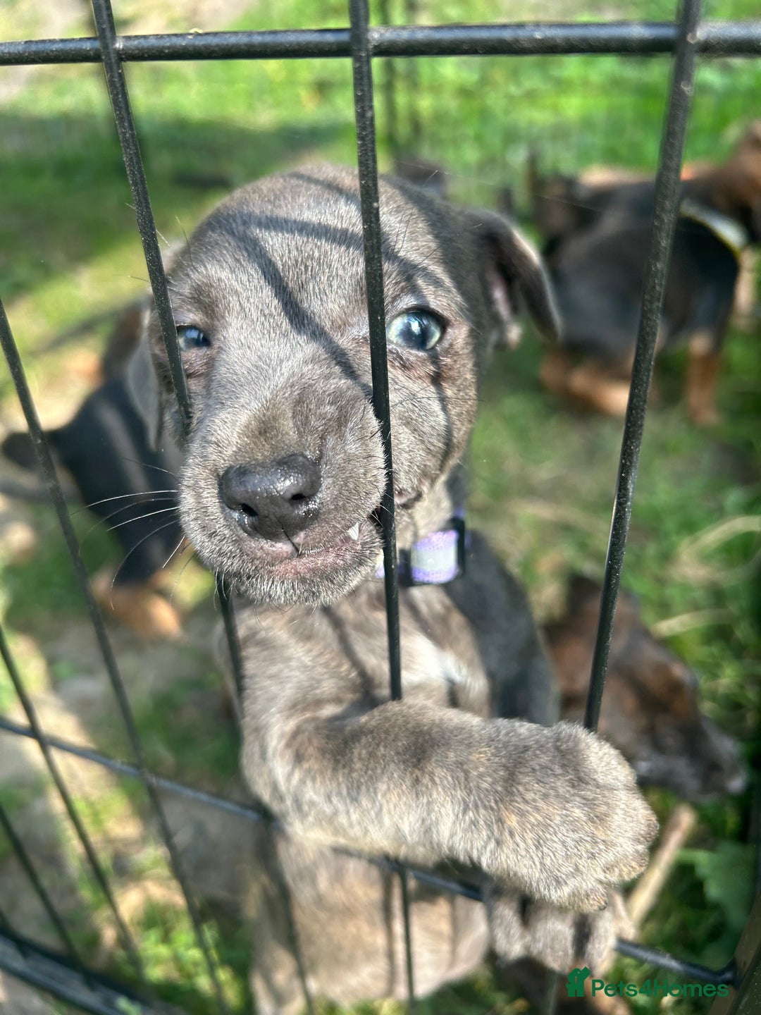 Jack Russell dogs for sale: Blue & Black Brindle Jack Russells - Image 27