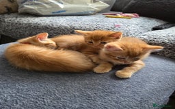 Mixed Breed cats for sale: 4 BEAUTIFUL KITTENS  - Image 11