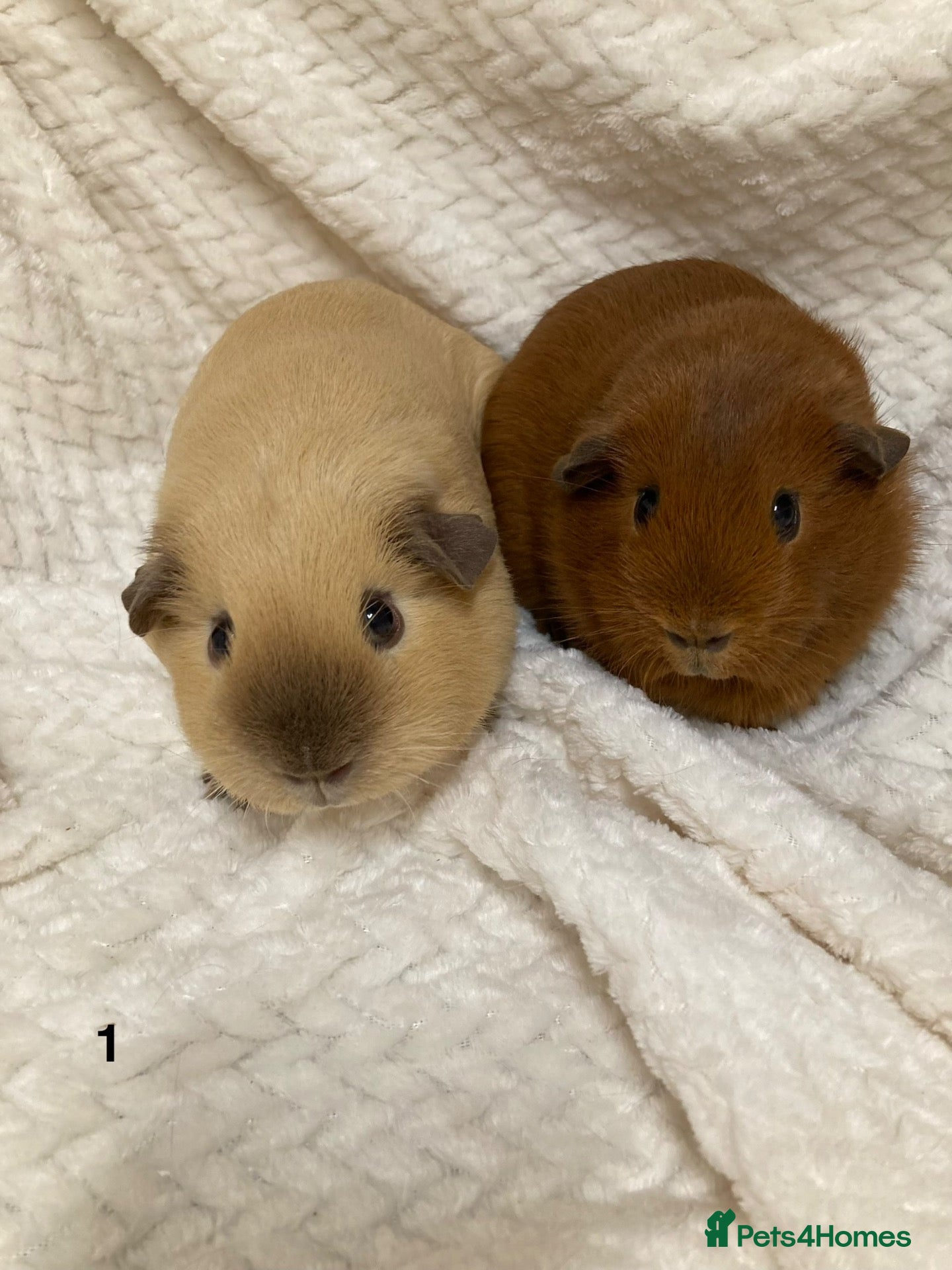 Guinea Pig rodents for sale: Californian and dark eyed golden Guinea pigs - Advert 2