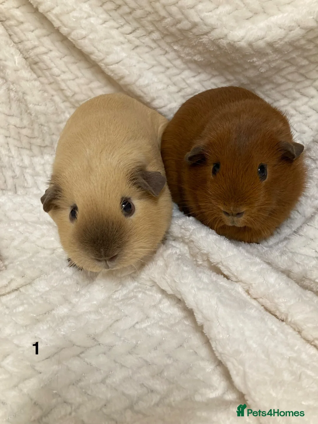 Guinea Pig rodents for sale: Californian and dark eyed golden Guinea pigs - Advert 2