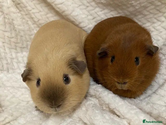 Guinea Pig rodents for sale: Californian and dark eyed golden Guinea pigs - Advert 2