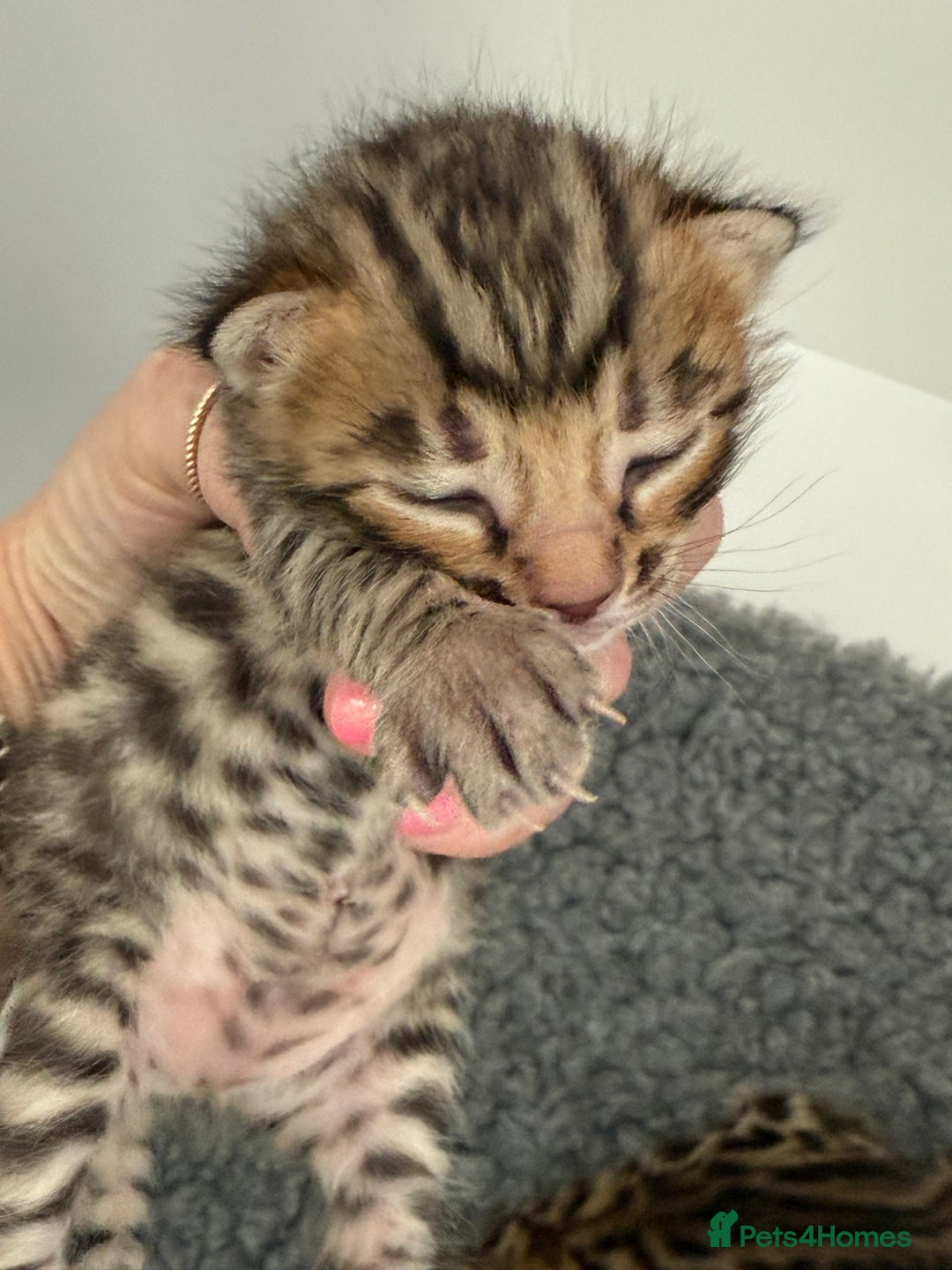 Bengal cats for sale: Exceptional show quality Brown TICA registered 🥰 - Image 30