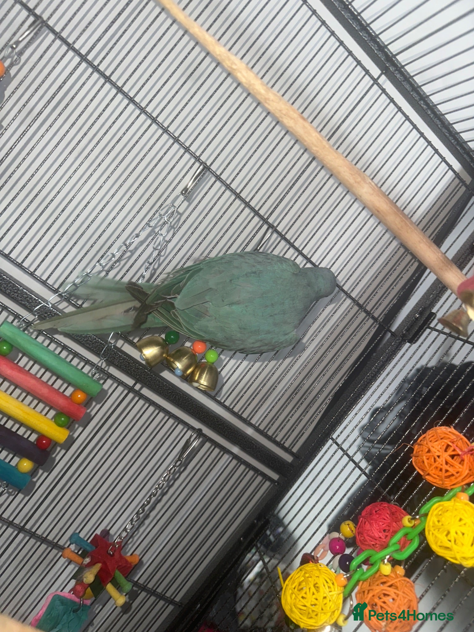 Cockatiels birds Beautiful Blue Indian Ringneck Parrot - Advert 2