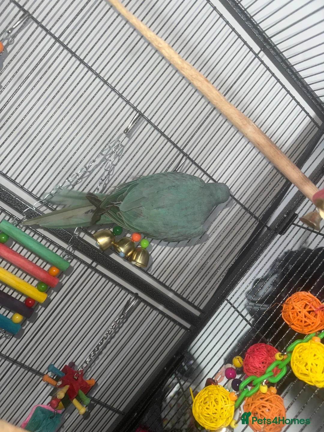 Cockatiels birds for sale: Beautiful Blue Indian Ringneck Parrot in London - Advert 2