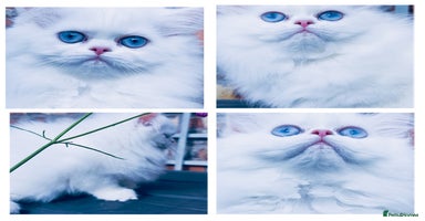 Persian cats - Advert 5