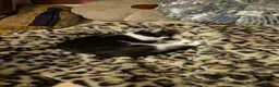 Mixed Breed cats for sale: 2 beautiful boy kittens - Advert 11