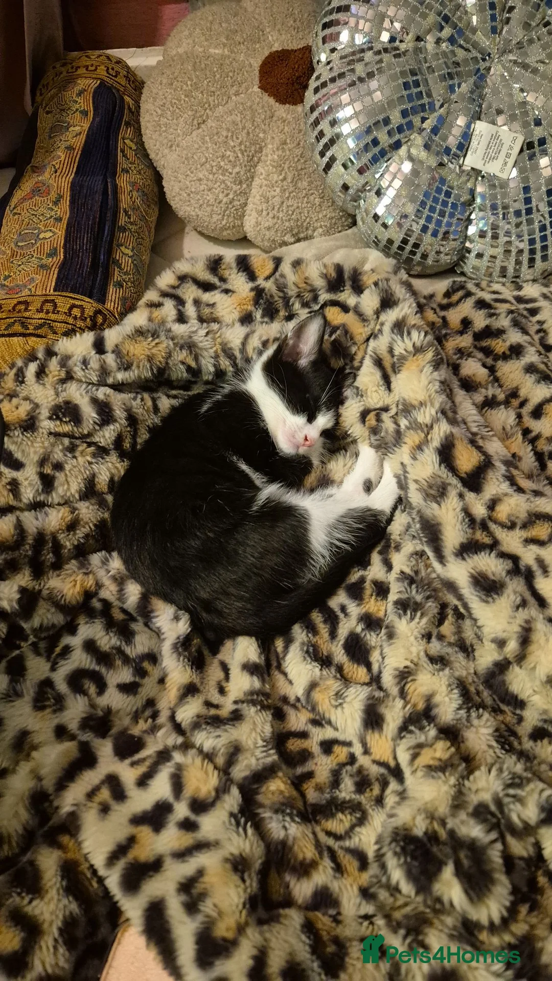 Mixed Breed cats for sale: 2 beautiful boy kittens - Advert 11