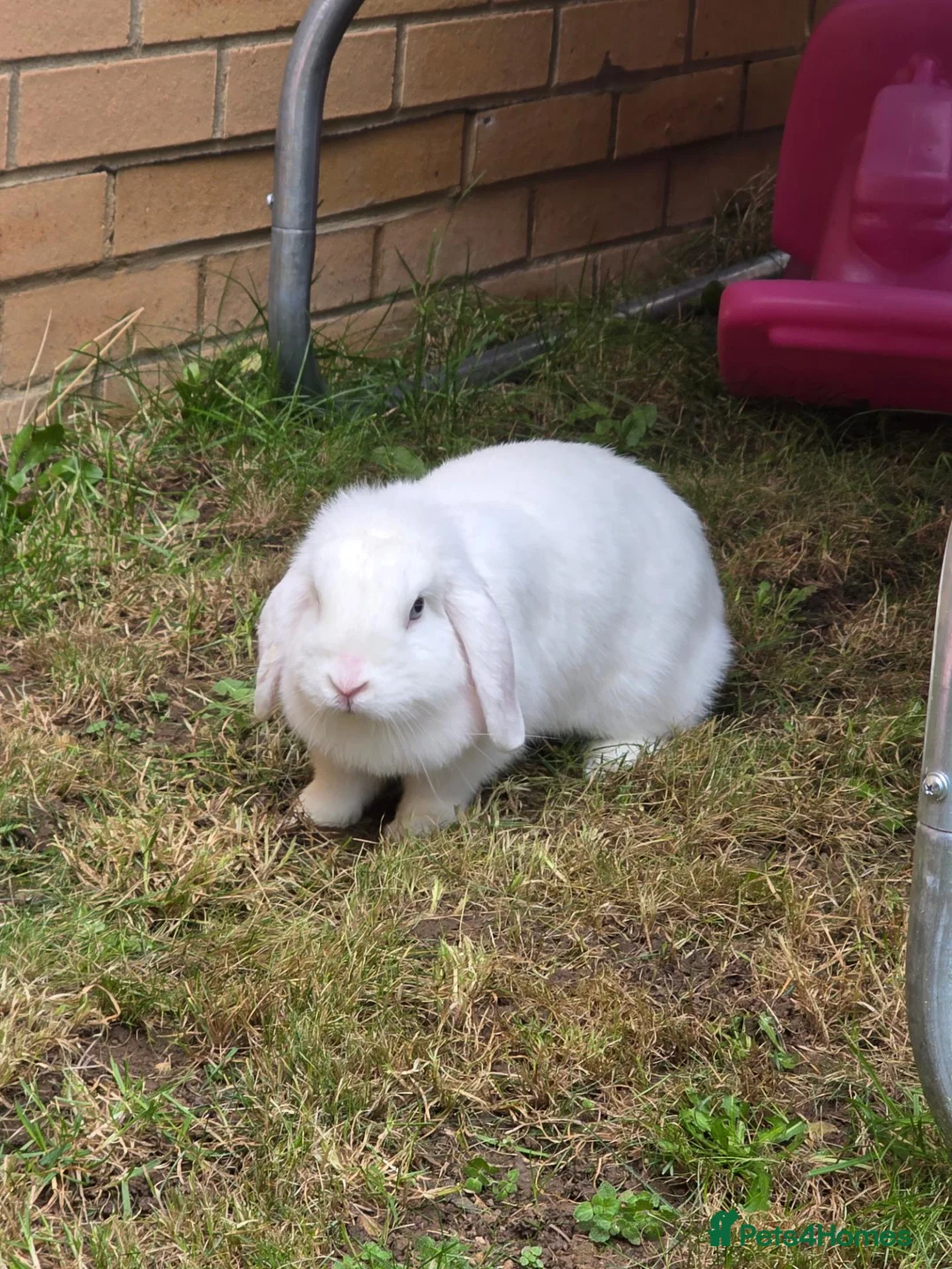 Mini Lop rabbits for sale: Female Mini lion lop - Advert 2