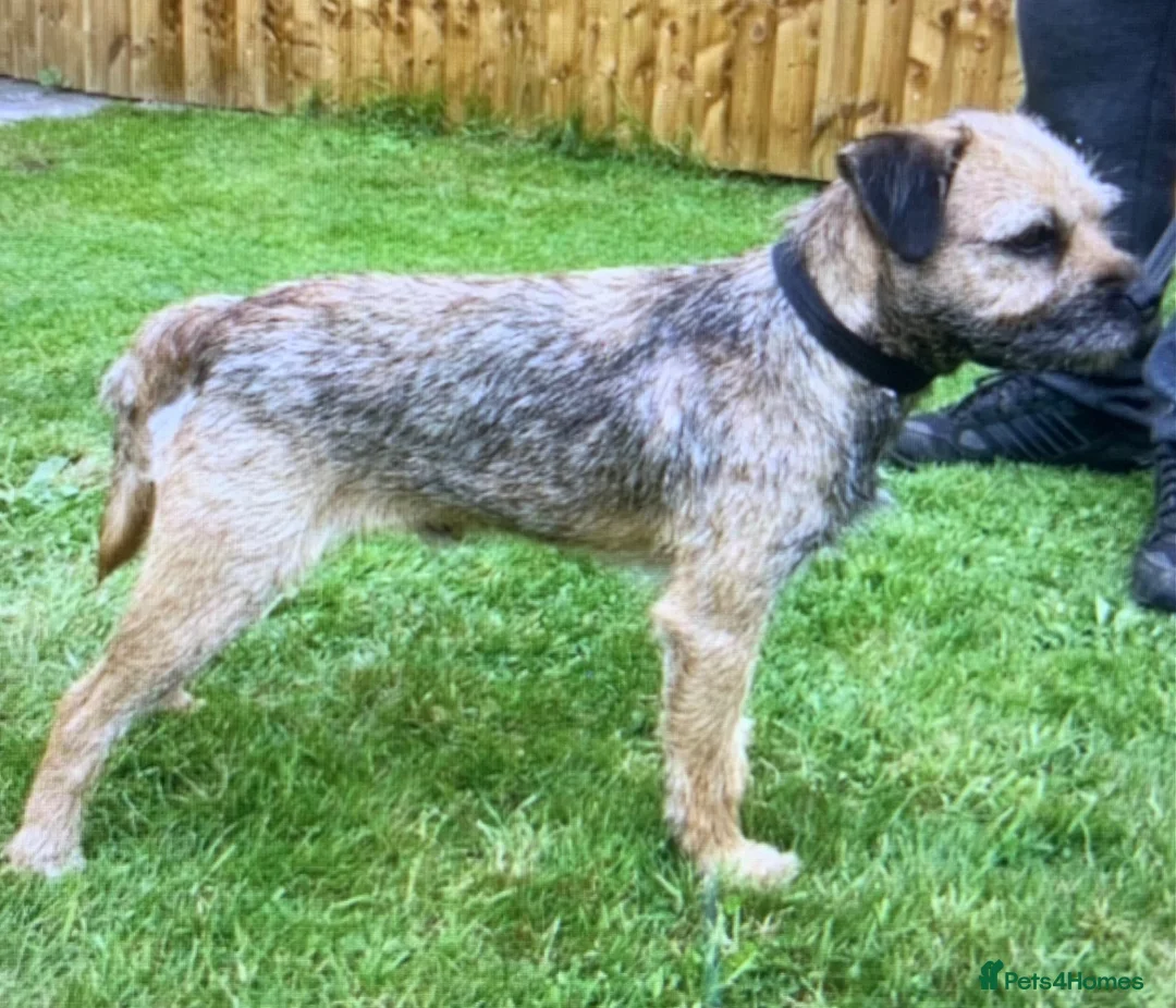 Border Terrier dogs for sale: KC Healthy Border companions  - Advert 37