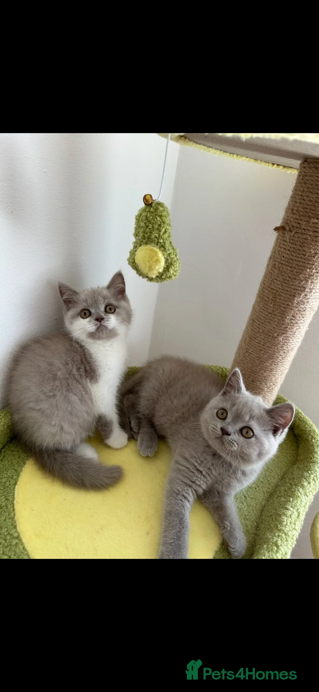 British Shorthair cats for sale: 🧸 Show Quality TICA reg BSH Last 2 available 🧸 - Advert 2