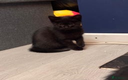 British Shorthair cats for sale: British shorthairs kittens - Image 14