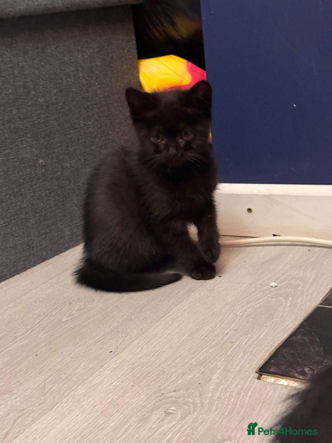 British Shorthair cats for sale: British shorthairs kittens - Image 14