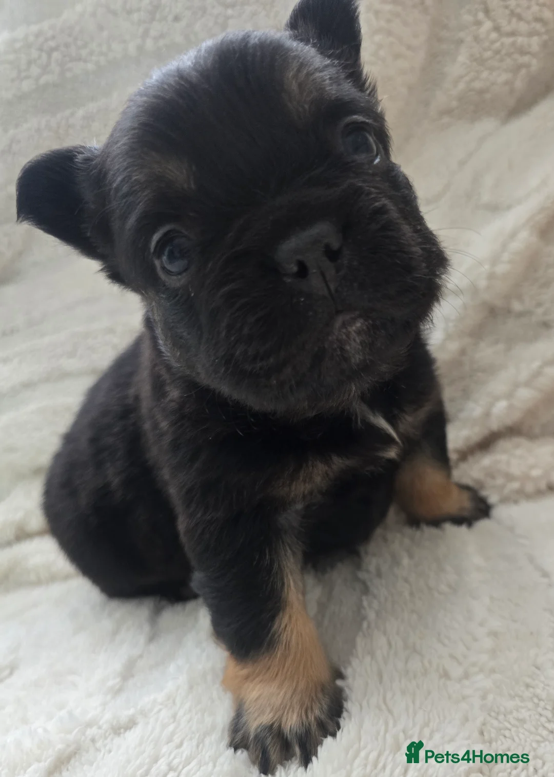 French Bulldog dogs for sale: FLUFFY FRENCHIE READY NOW in London - Advert 22