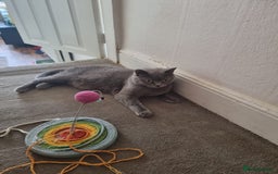British Shorthair cats for sale: Lilac British short hair kittens for sale - Image 1