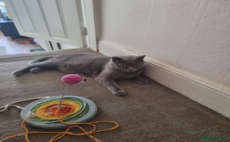 British Shorthair cats - Advert 13