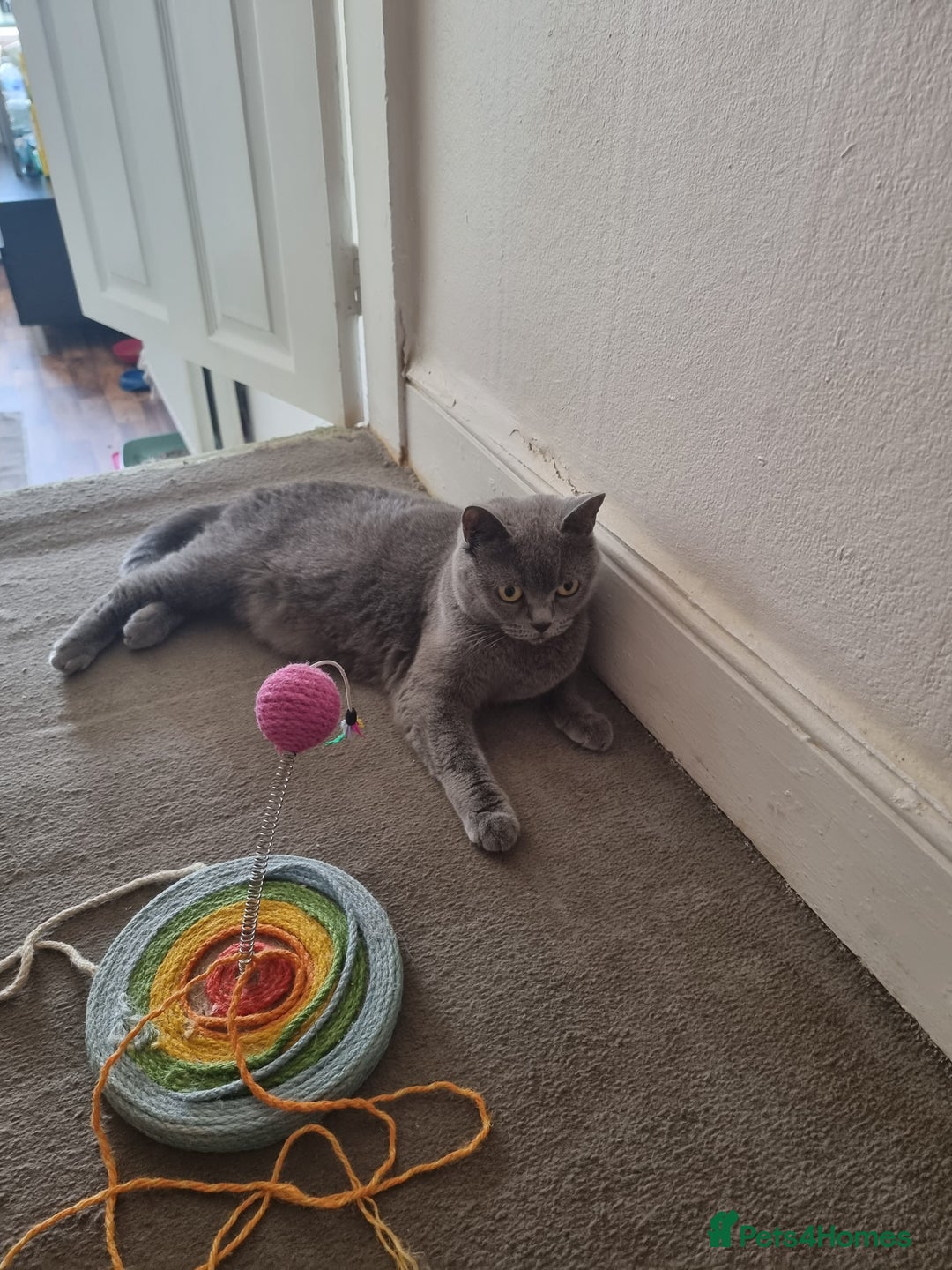 British Shorthair cats for sale: Lilac British short hair kittens for sale - Image 1