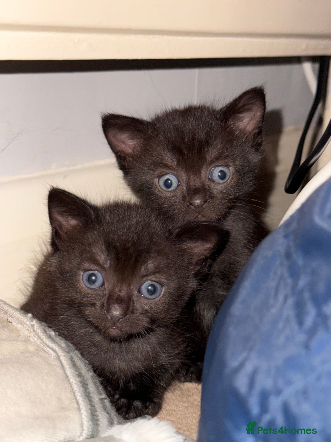 British Shorthair cats for sale: Gorgeous female kittens  - Image 3