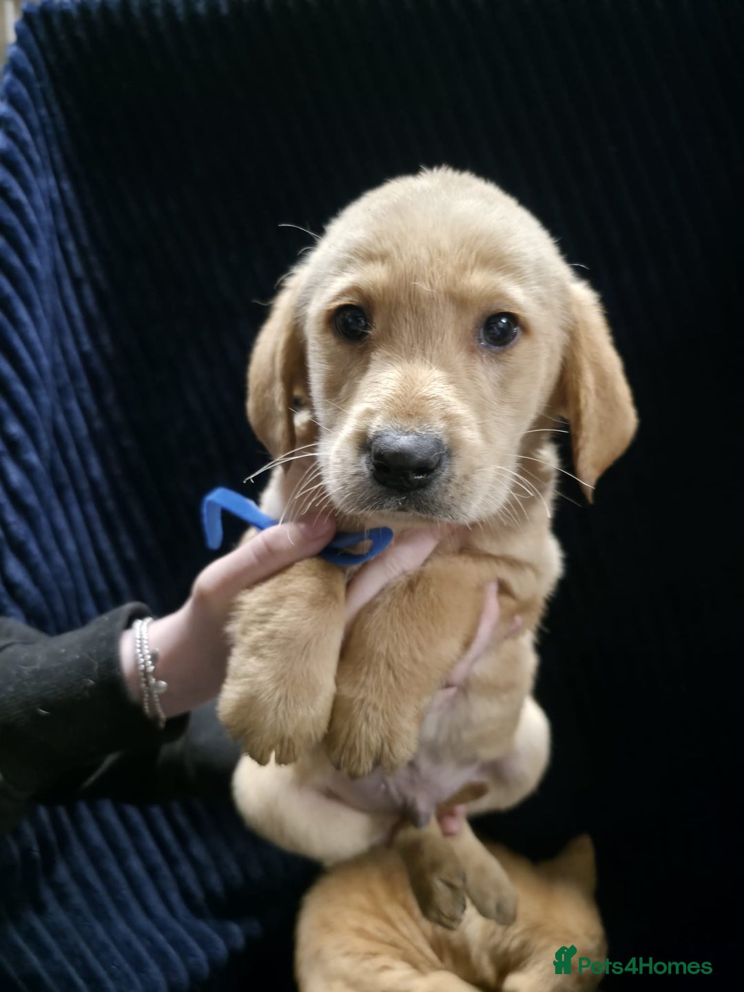 Labrador Retriever dogs for sale: Golden Labrador puppies  - Image 22