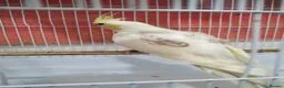 Cockatiels birds for sale: Cokatoo - Advert 3
