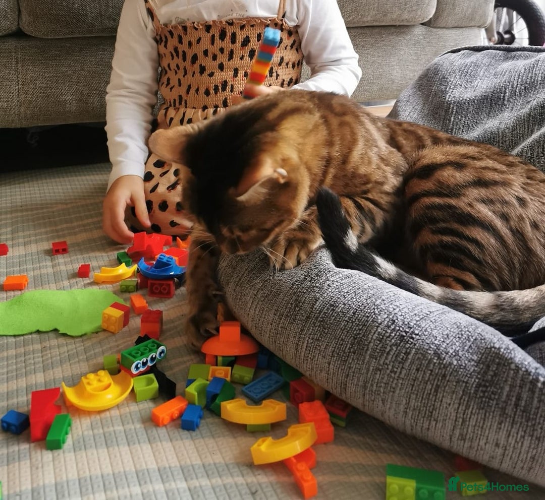 Bengal cats for sale: Female bengal 3.5 years - great with kids - spayed - Image 2