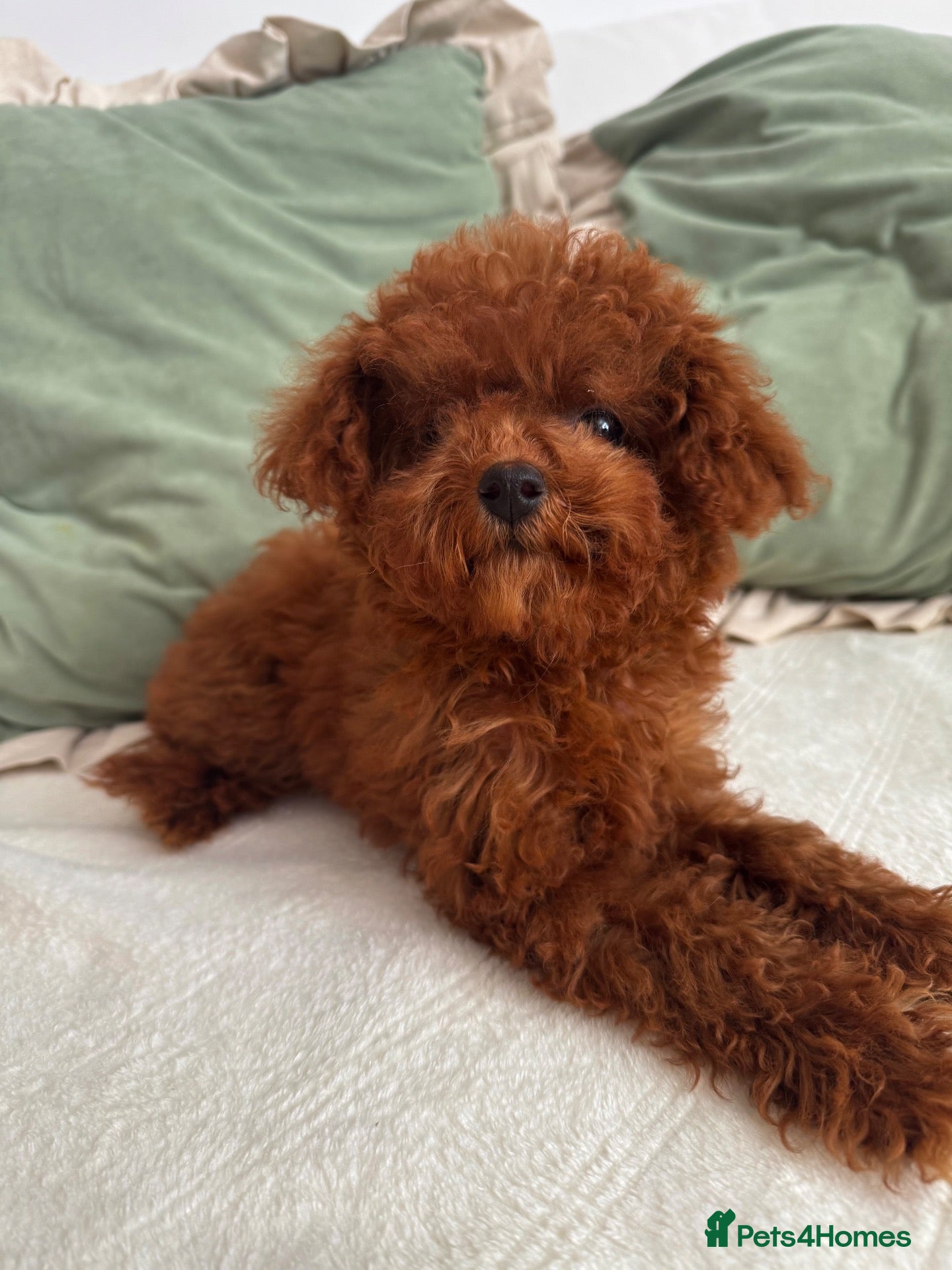 Toy Poodle dogs 🧸READY NOW Asian Poodle Girl🧸 - Advert 1