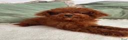 Toy Poodle dogs for sale: 🧸Asian Poodle Girl Health Tested Parents🧸 - Advert 3
