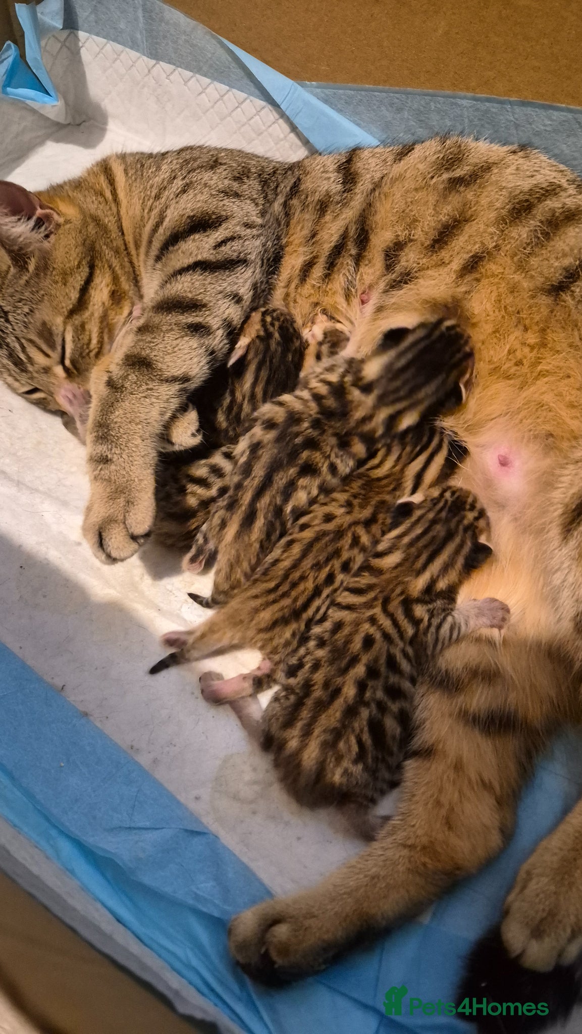 Bengal cats Beautiful Bengal kittens-Ready in April 🐾 - Advert 1
