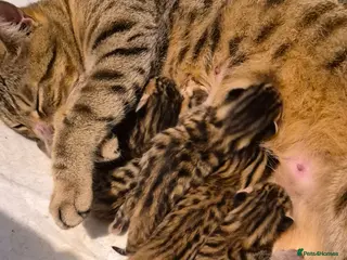 Bengal cats Beautiful Bengal kittens-Ready in April 🐾 - Advert 1