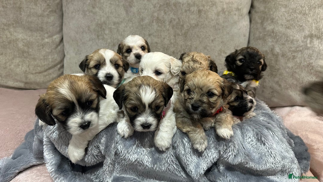 Mixed Breed dogs for sale: La Chon Puppies!  - Image 2