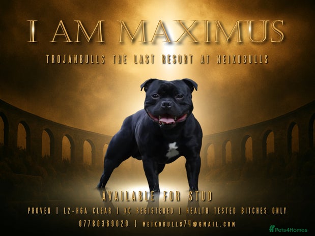 Staffordshire Bull Terrier dogs - Advert 1