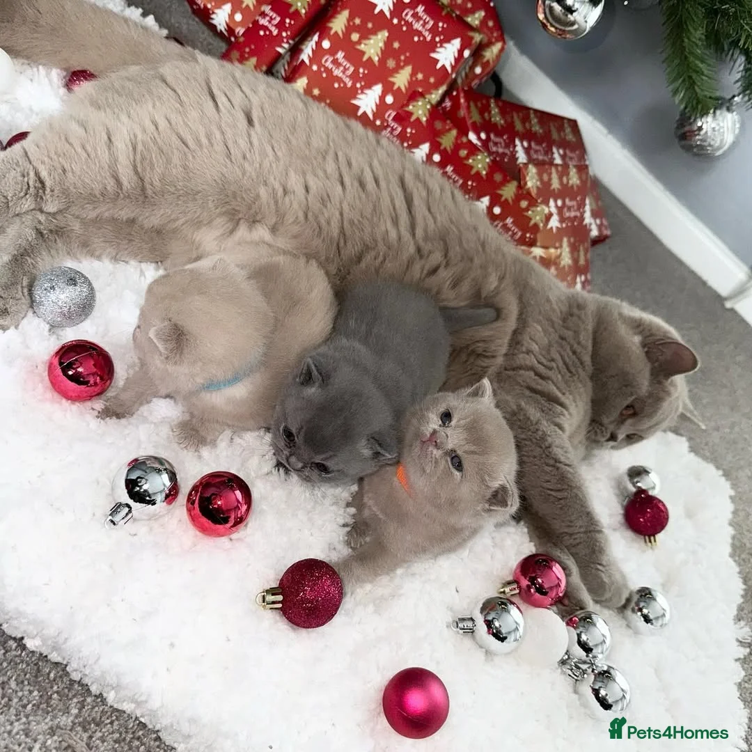 British Shorthair cats for sale: Adorable British Shorthair Kittens  - Advert 1