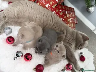 British Shorthair cats Adorable British Shorthair Kittens - Advert 1