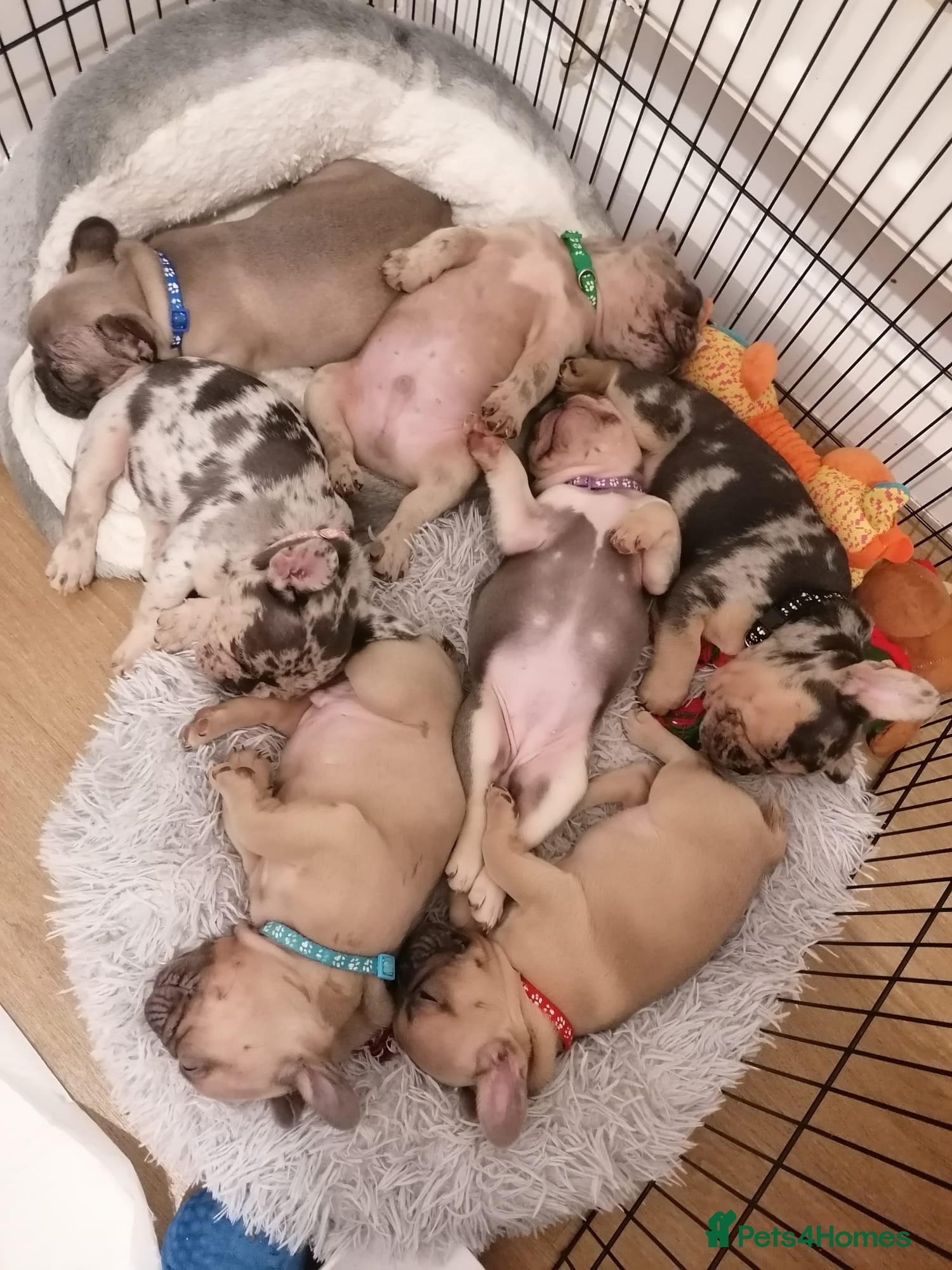 French Bulldog dogs Stunning French Bulldog Puppies for Sale - Advert 1