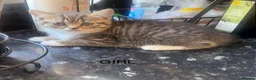 British Shorthair cats for sale: British shorthair mix kittens  - Advert 6