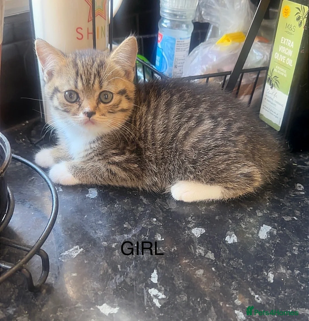 British Shorthair cats for sale: British shorthair mix kittens  - Advert 6